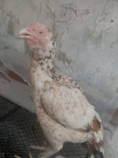 Aseel hens with Aseel Jawa