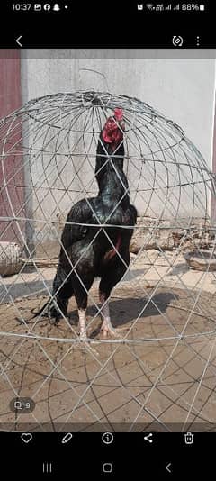 thai aseel chicks