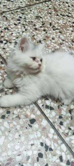 persion triple coat kitten