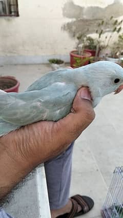 Male