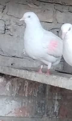 Bhut he acha jora han