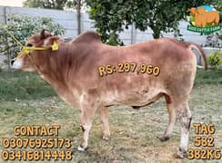 Qurbani Janwar Animal