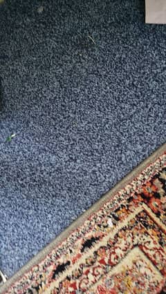 carpet royal blue