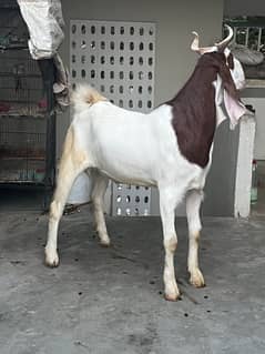 Gulabi Bakra