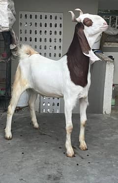 Bakra