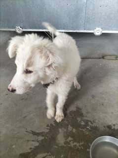 beautiful dog