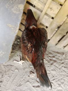 aseel murga for sale