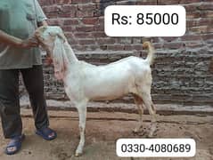 Desi Ghr ka Pala hua Bakra Donda Bakra