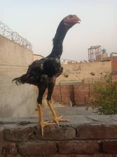 Shamo male