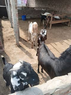 Qurbani Bakra | Goat | Bakra | 2 Dant | Desi Bakra |