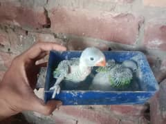sabbaz baby bolny Wala baby