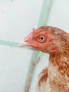 aseel hens for sale