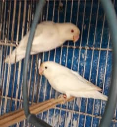 albino red eyes