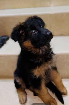 German shepherd puppy