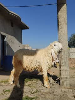 Kajla
