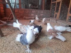 pigeons
