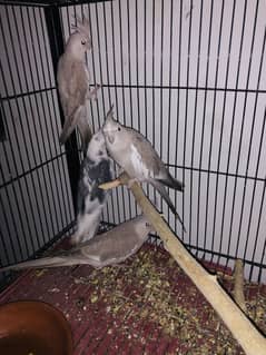 Cocktail Breeder pair