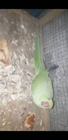 green parrot