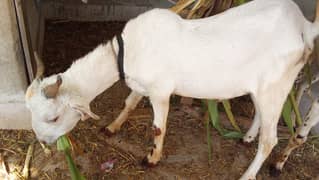 Goats - Bakra - Bakra for qurbani