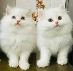 Persian Four kitten available for sale