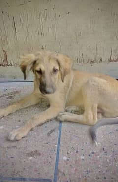 German shepherd+kangaal (mix breed