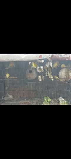 coman lutino lovebirds