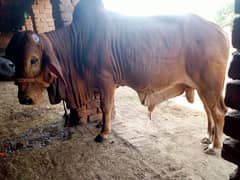 kheera bacha shoqeen hazrat k lye pure sahiwal nasal