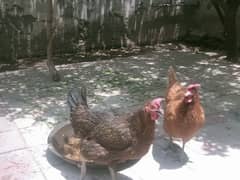 2 Desi Egg laying Hens For Sale