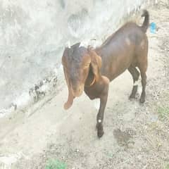 donda bkra 1 sal ka