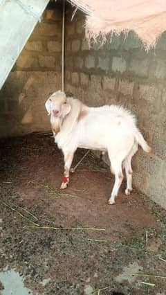 ando best for qurbani and breeding