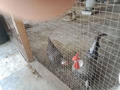 rozecom hens pair egg laying