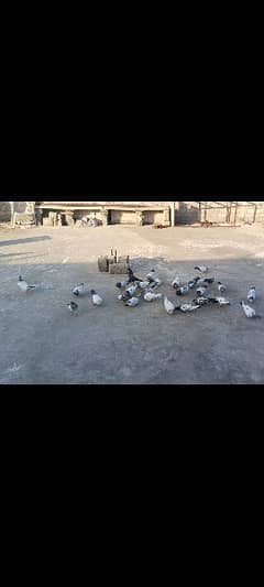 kabootar