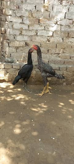Aseel pair