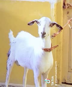 ANDO BAKRA MAST SHOQEEN HAZRAT