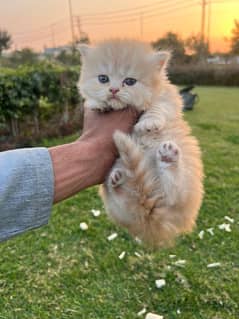 female kitten fro sale