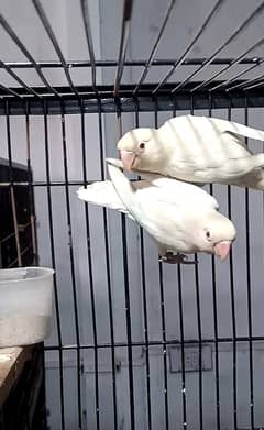Albino Red Eye