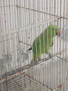 Beautiful Parrot with cage for selling