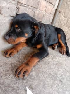 Rottweiler female puppies for sale