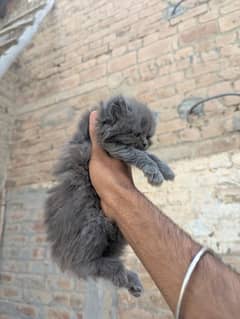Punch Face kittens Triple Coated