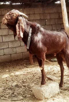 Goat for sale