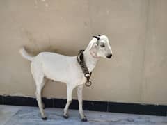 Hyderabadi tapra male kids 3 months age