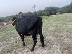 فریزن گائے گھبن
