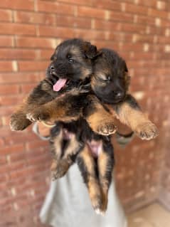 Black and tan german shepherd puppies available for sale.