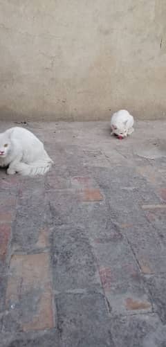 persain cat pure white