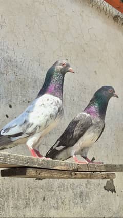Kabootar Golden Kamagr breeder pigeon for sale