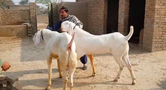 2 Bakre Qurbani Lagne Wala Urgent For Sale _ 03207353182