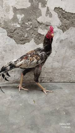 Aseel mianwali