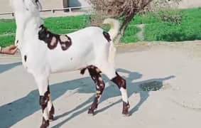 desi bakra for sale 03470617342