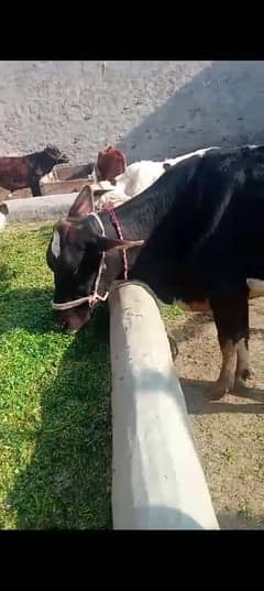 Cow
