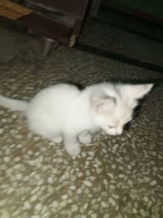 urgent sale